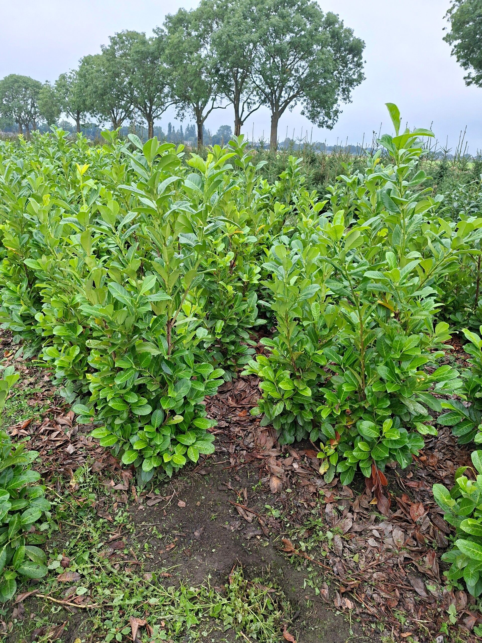 Laurier, prunus laurocerasus rotundifolia
