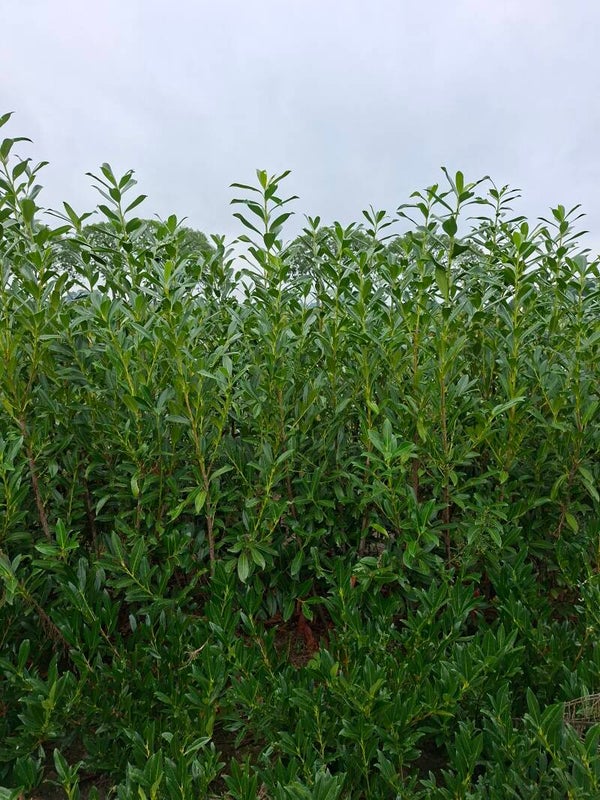 Laurier, prunus laurocerasus caucasica