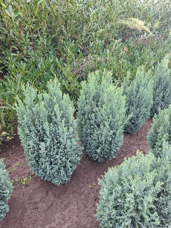 Conifeer, Chamaecyparis Lawsoniana ellwoodii