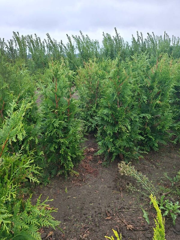 Thuja plicata excelsa