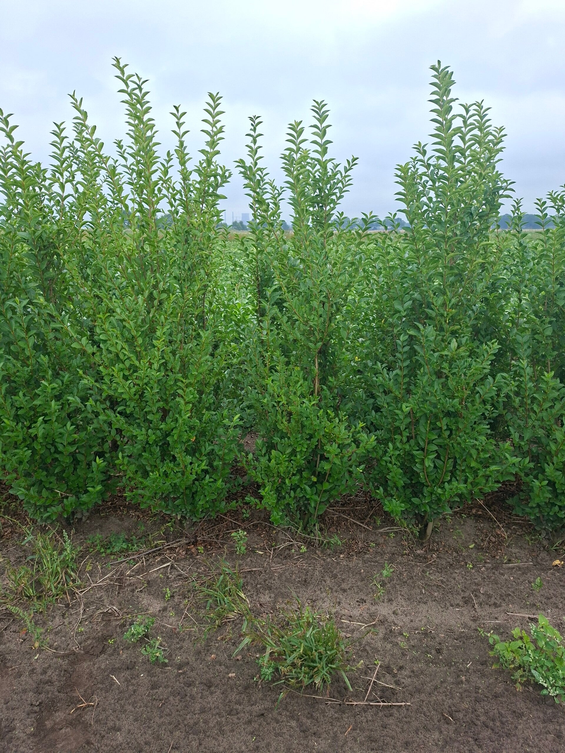 Ligustrum ovalifolium