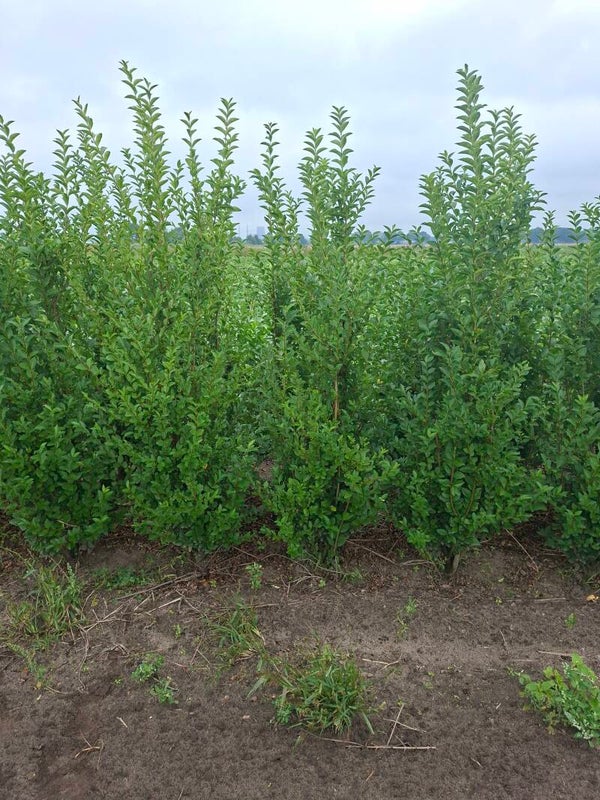 Ligustrum ovalifolium