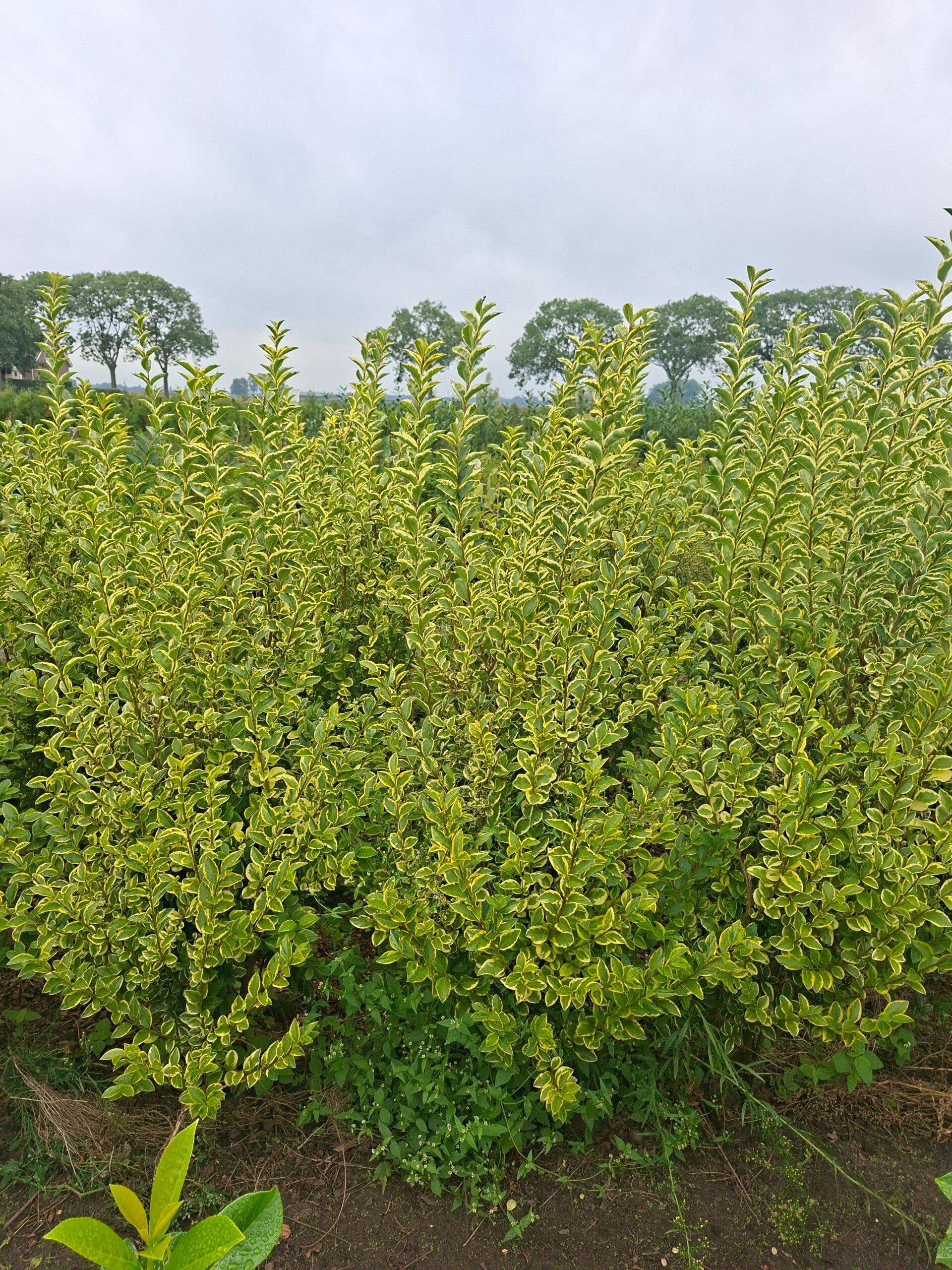 Ligustrum ovalifolium aureum