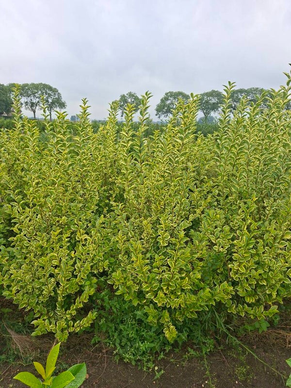 Ligustrum ovalifolium aureum