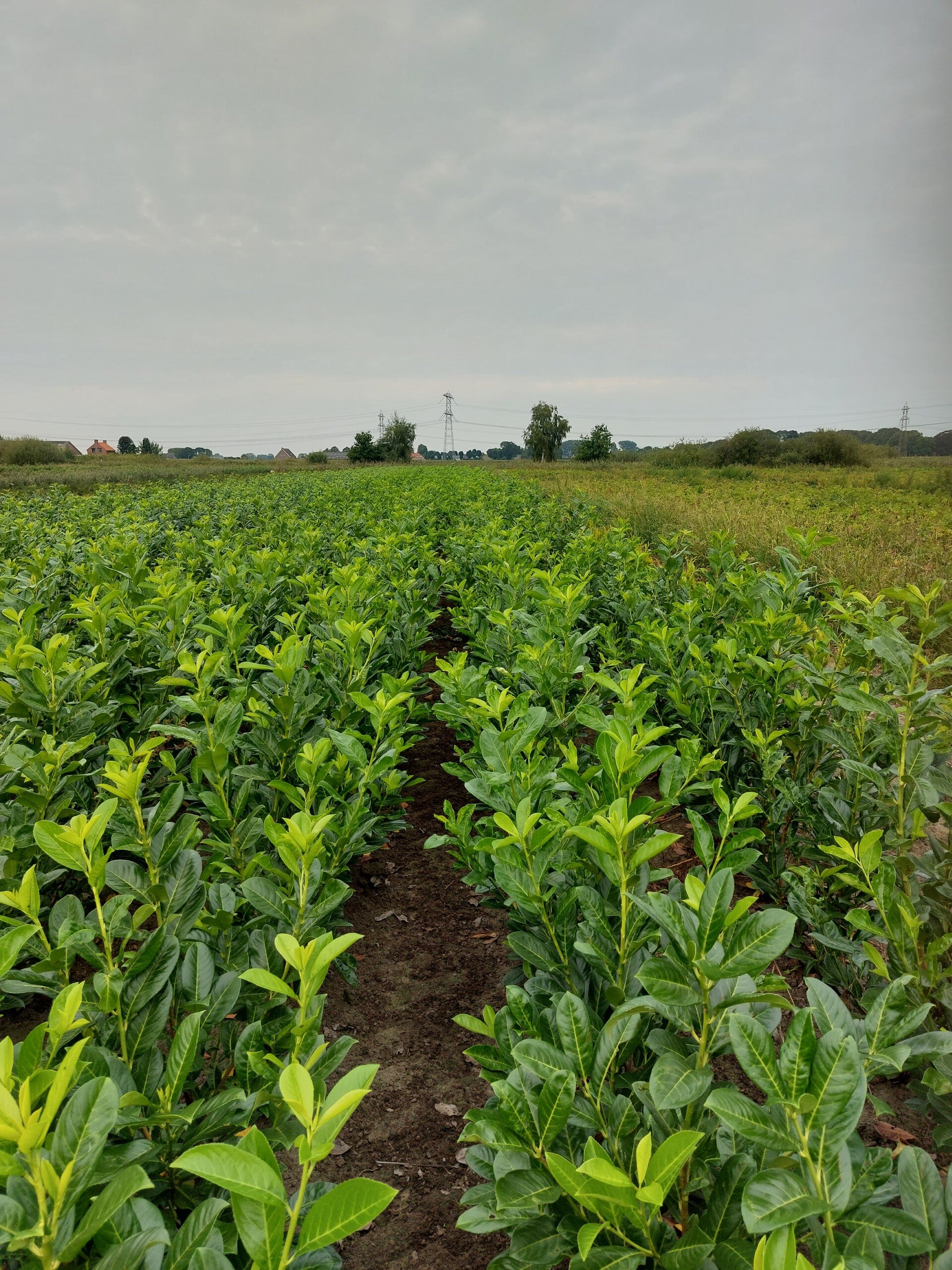 Laurier, prunus laurocerasus rotundifolia