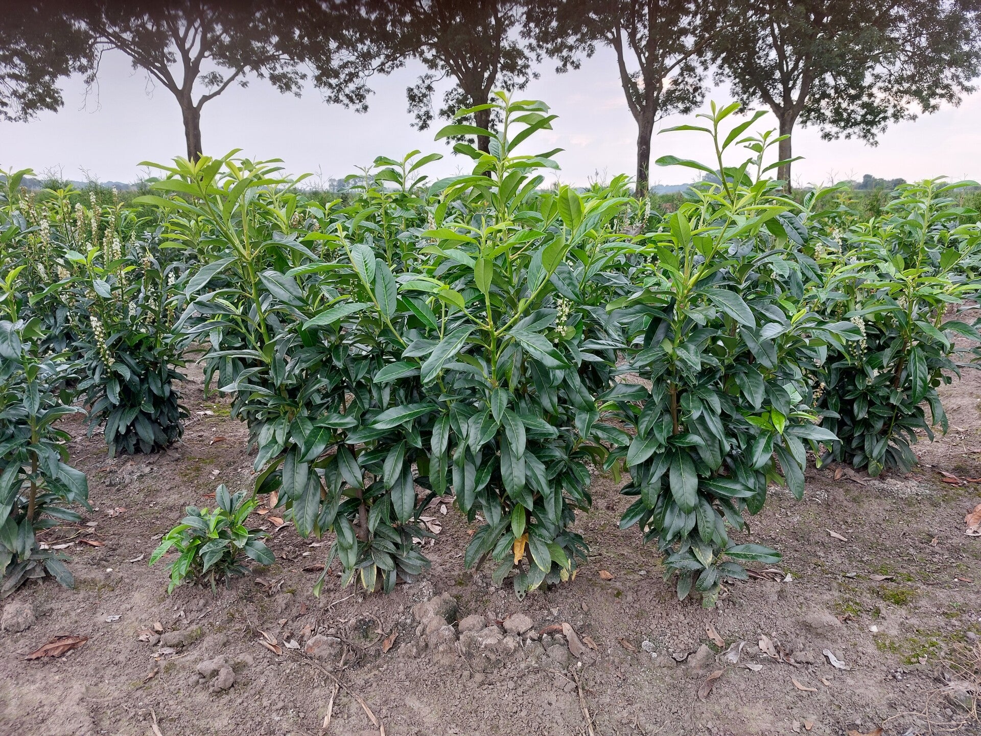 Laurier, prunus laurocerasus genolia