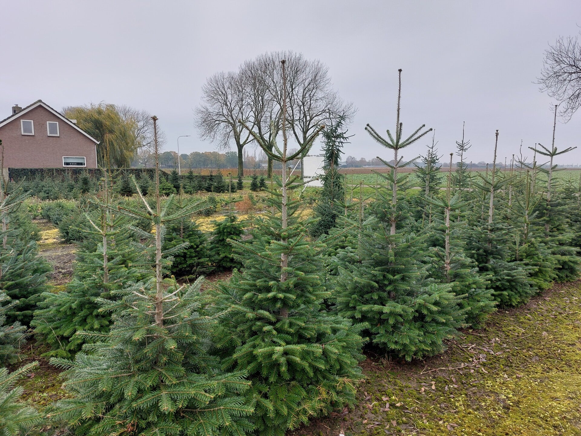 Kerstboom, abies nordmanniana