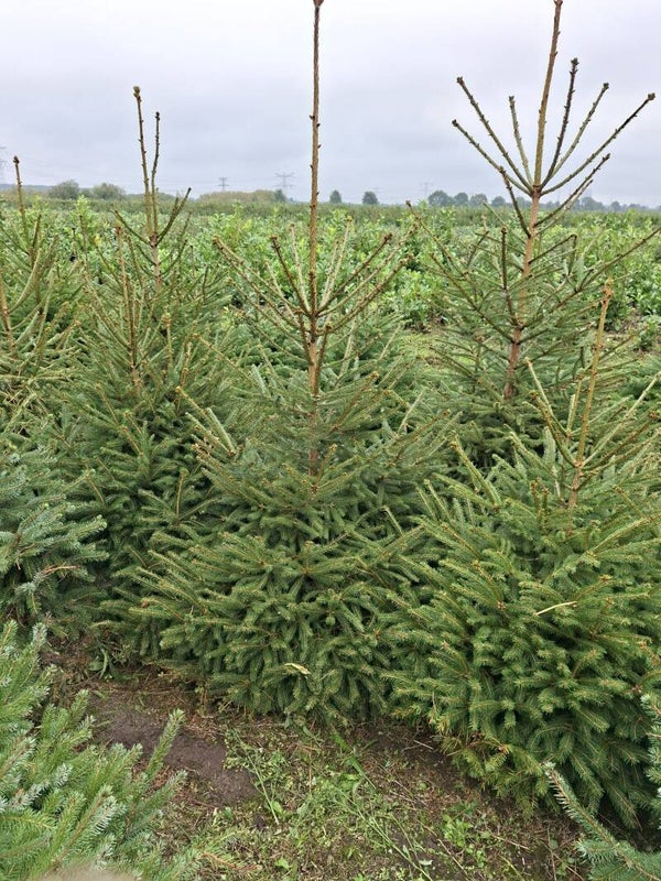 Kerstboom, picea abies