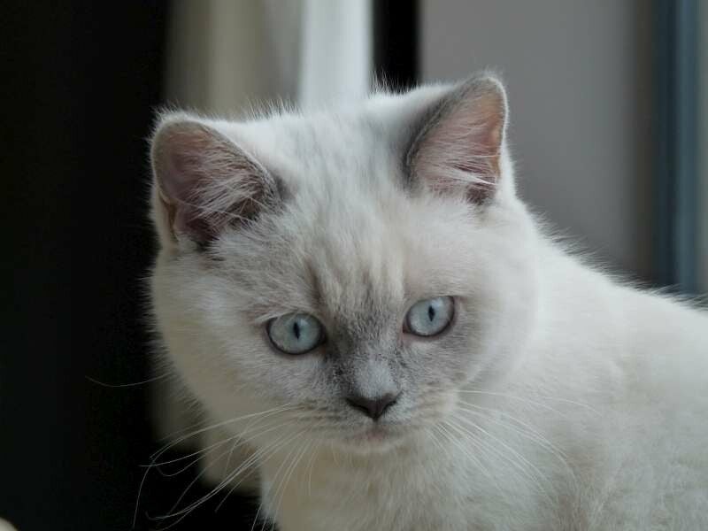 Blue White Diamonds Aston