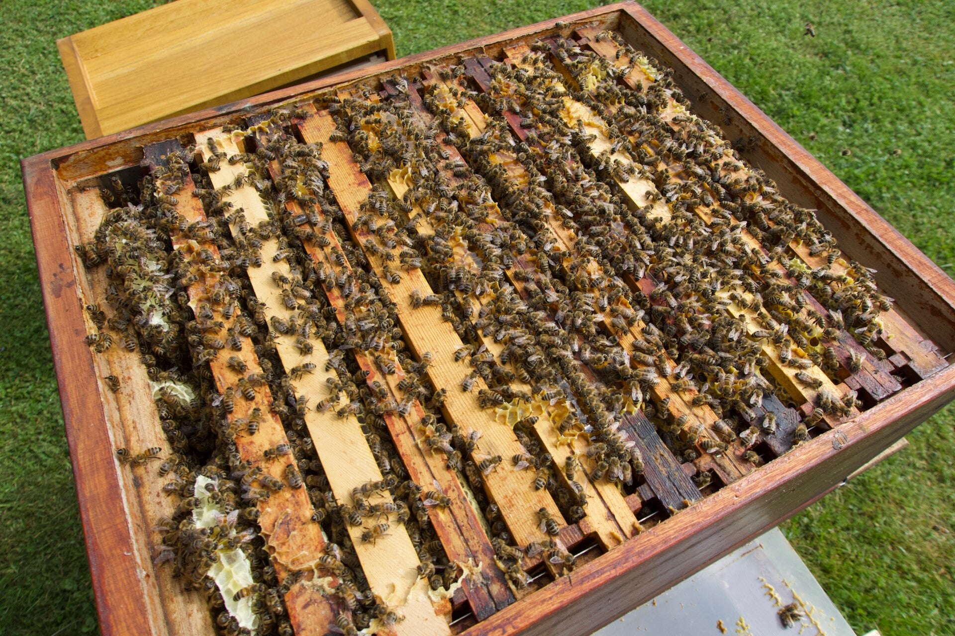 Carnica Ableger 5 Waben