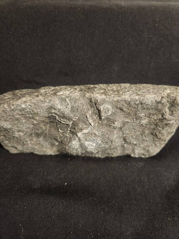 Carboniferous Brachiopod fossil