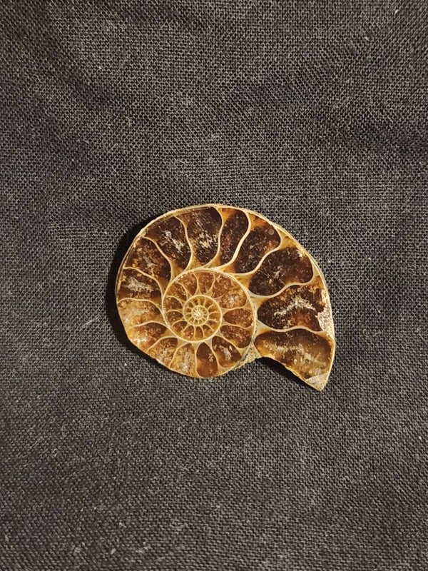 Ammonite