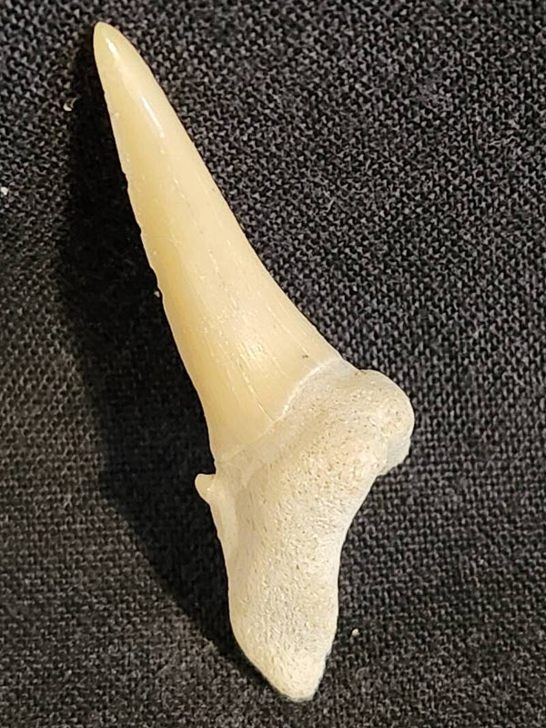 Fossil,  Odontaspis macrota