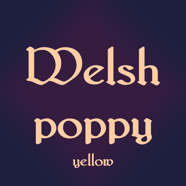 Welsh poppy