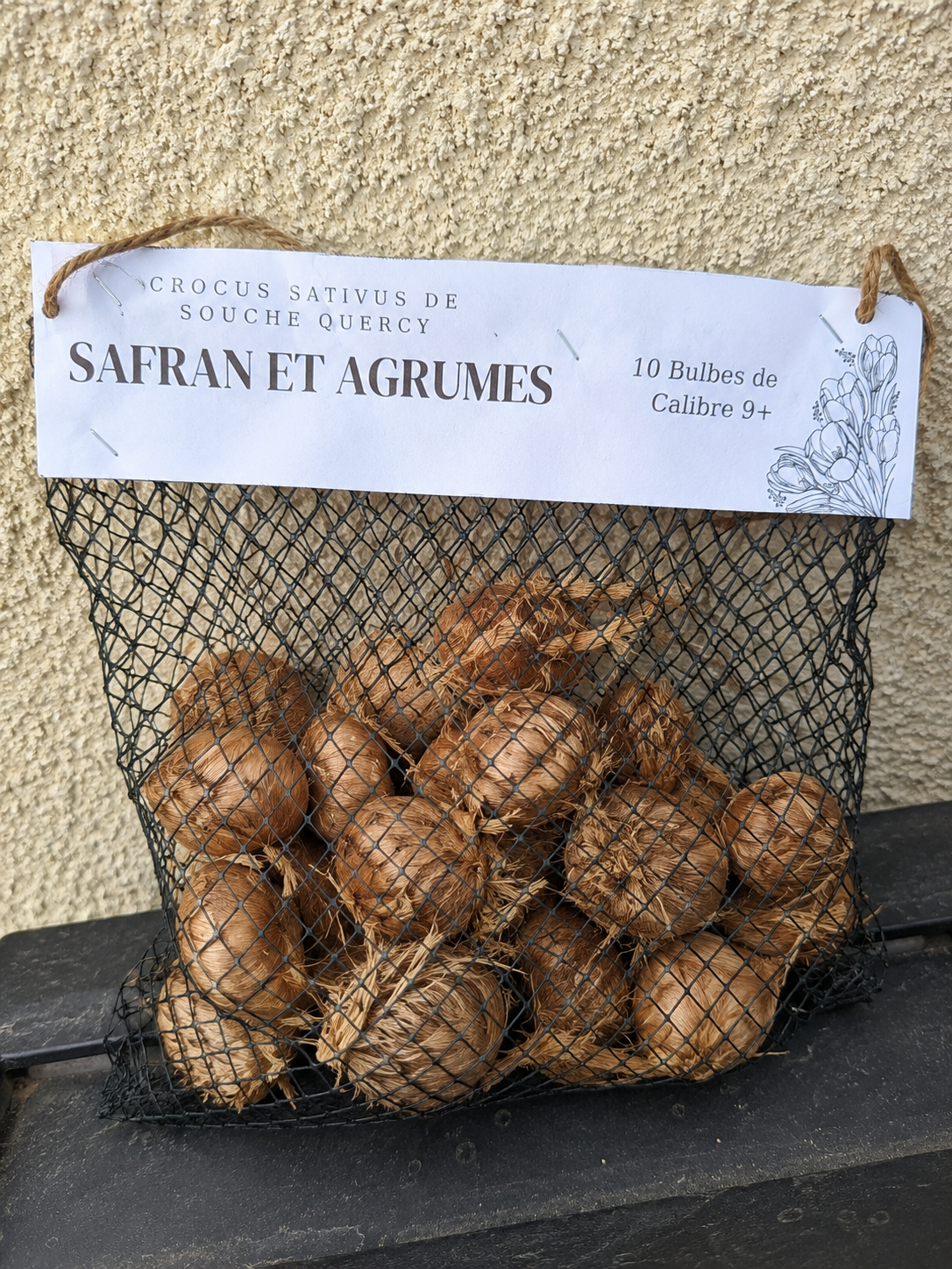 Bulbes de Safran (crocus sativus) – Souche Quercy Bio
