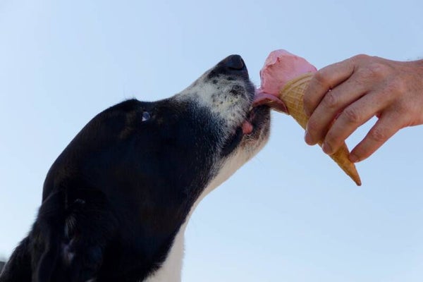 Shelter Pet: Ice Cream