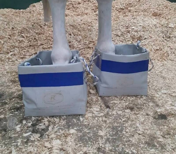 Horse spa hoof ice boots