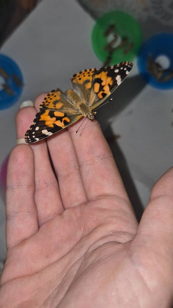 Painted Lady Caterpillars (Vanessa cardui)