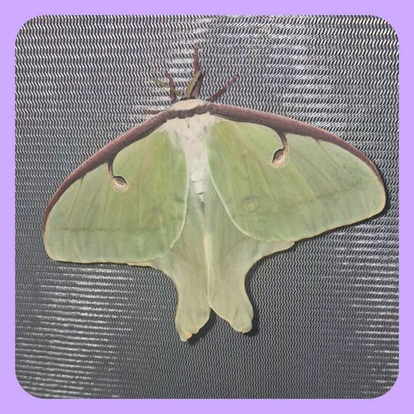 Luna Moth (Attacus luna)