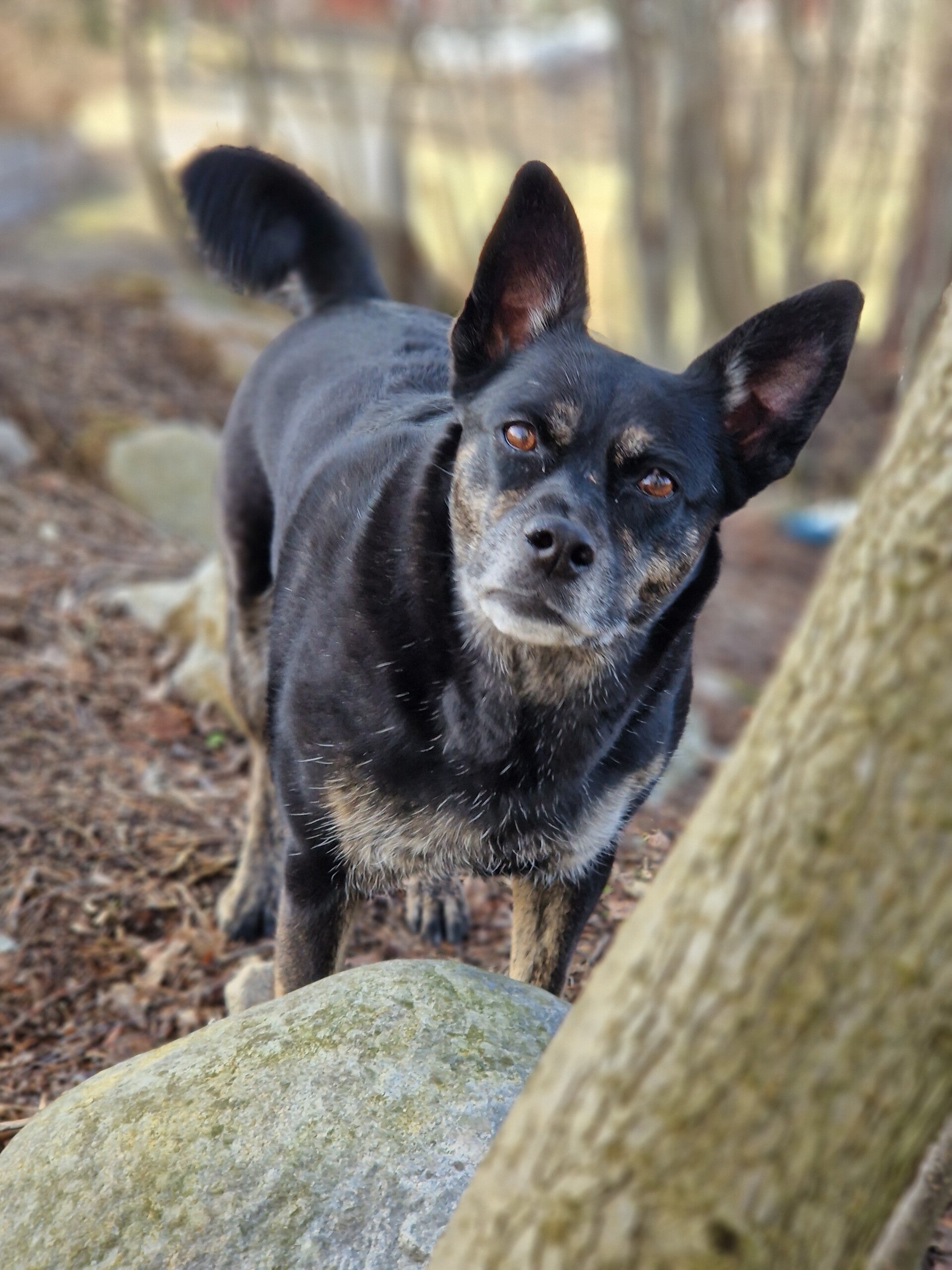 Mellanstora hundar söker sina hem. Adoptera en mellanstor hund via Ohana Rescue