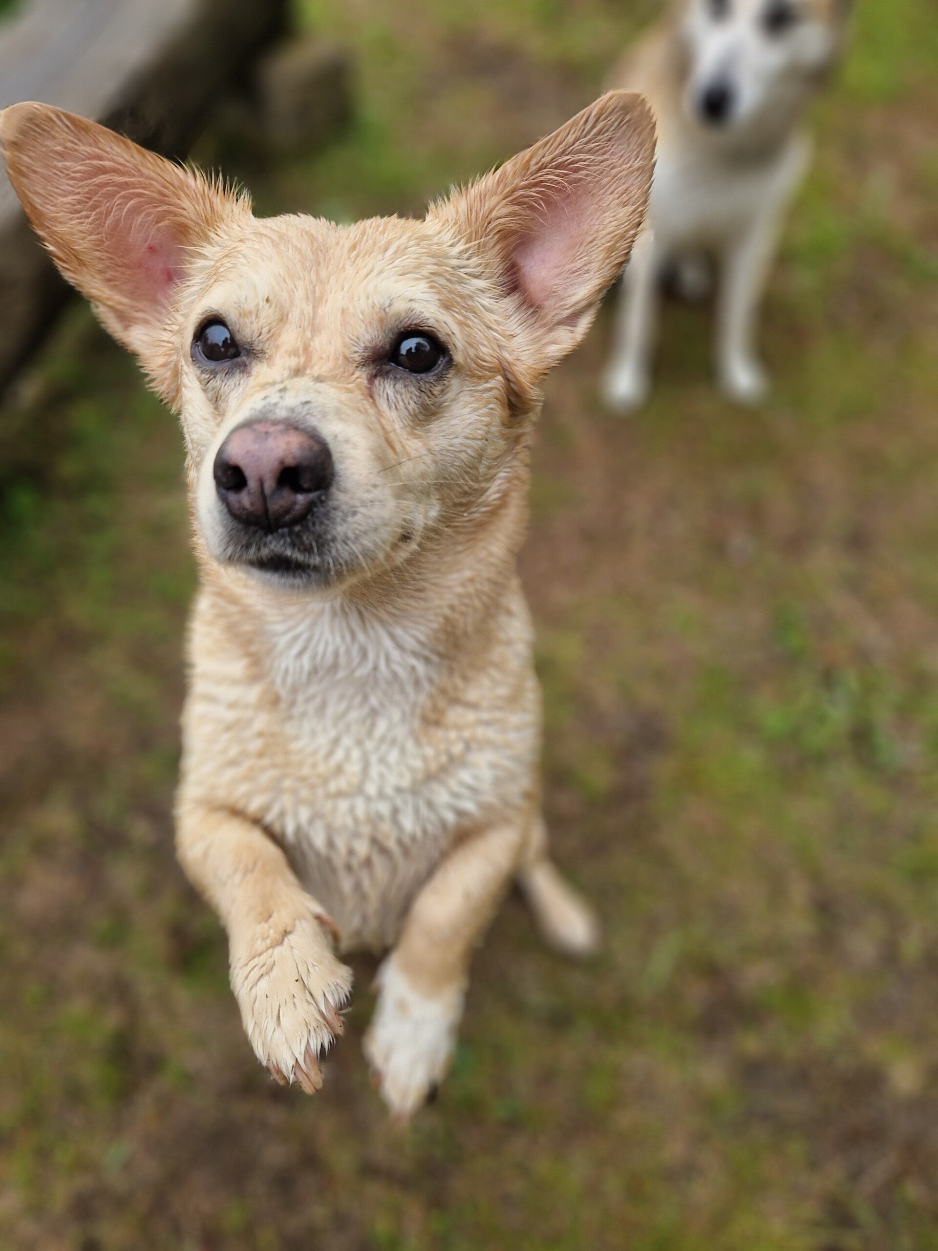 Holly - söt liten valp söker hem. Busig mysig och charmig. adoptera hund i sverige