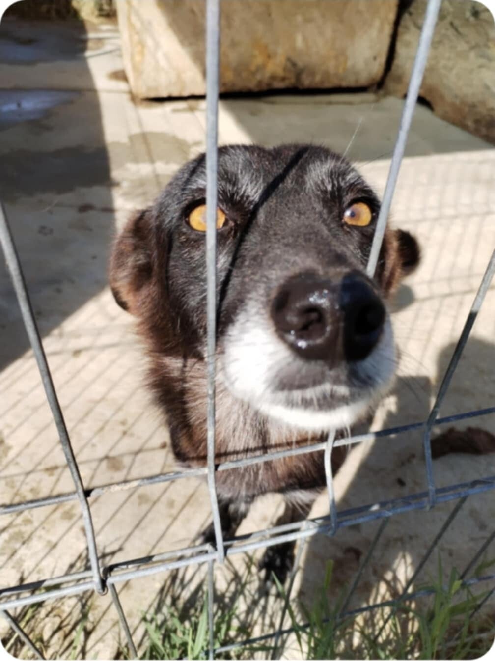 Vad behöver jag veta innan jag adopterar? Svaret på den frågan hittar du här