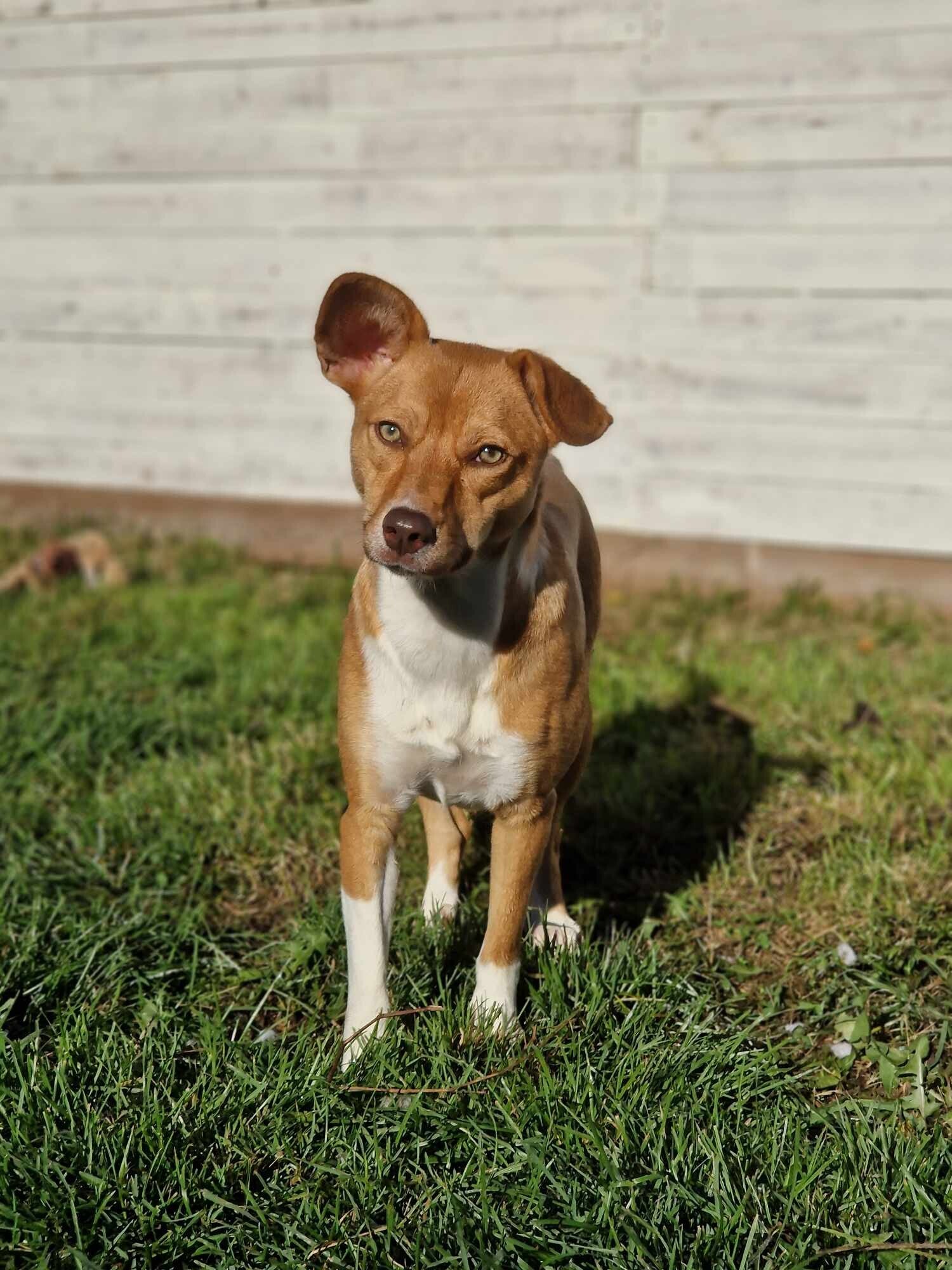 Små hundar söker sina föralltidhem. Adoptera en liten hund via Ohana Rescue Sverige