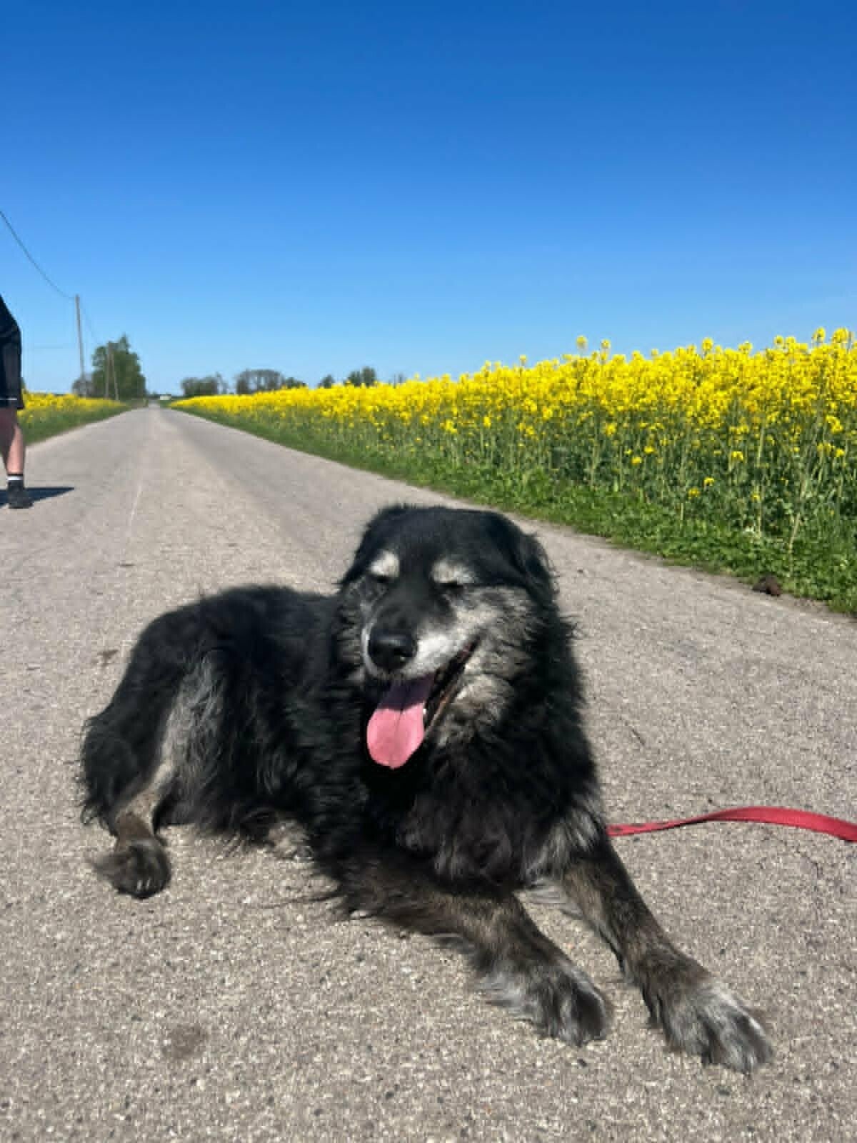 Nalle en stor kille på över 40 kg som söker sin sista anhalt i livet. Adoptera via Ohana rescue