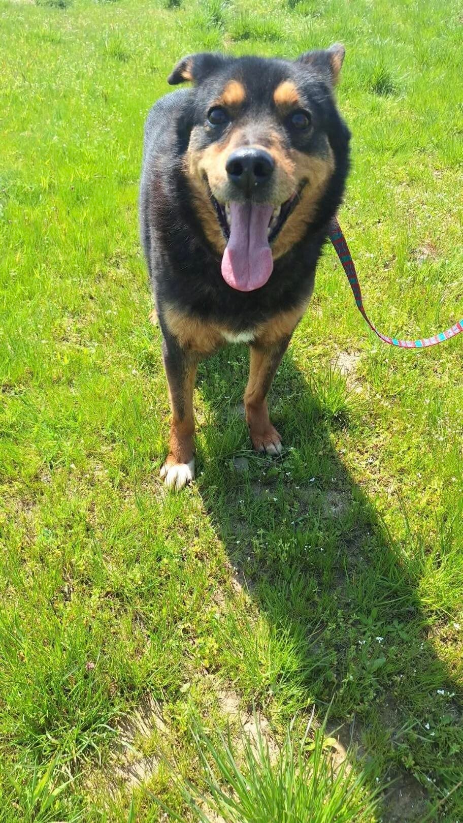Ollie är osynlig för många - men hans hjärta är större än de flesta! Se honom! Adoptera han!