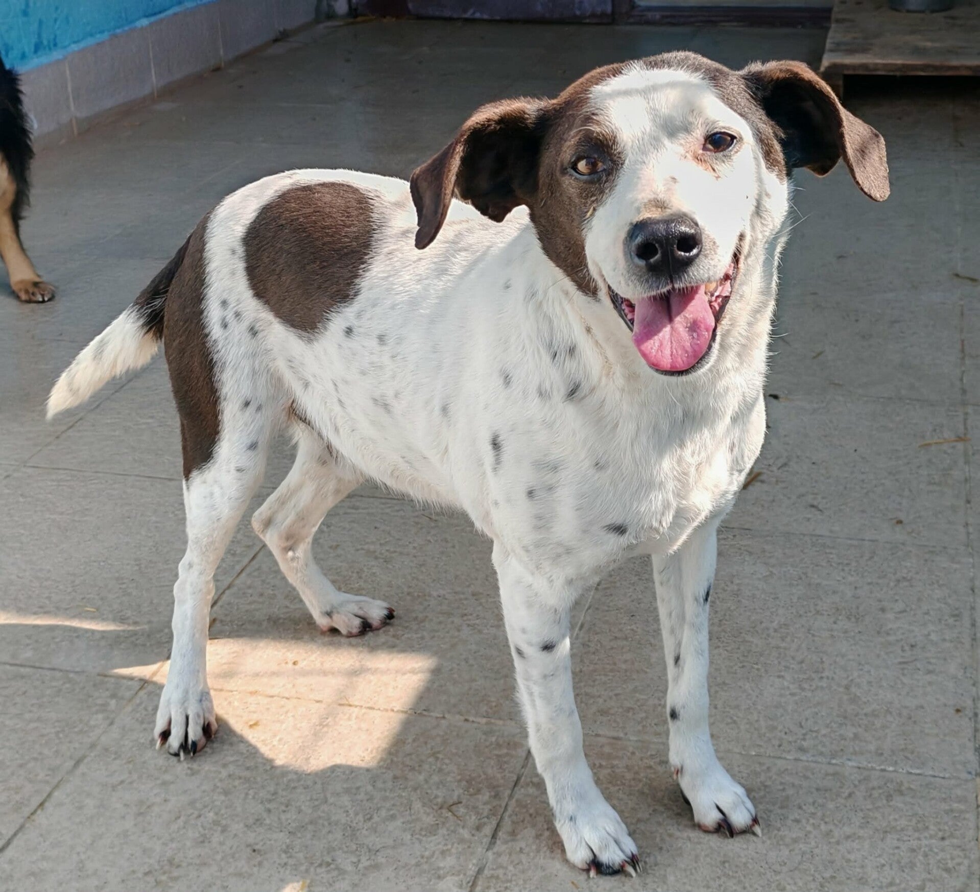 Dylan snäll men försiktig hund söker hem via Ohana Rescue