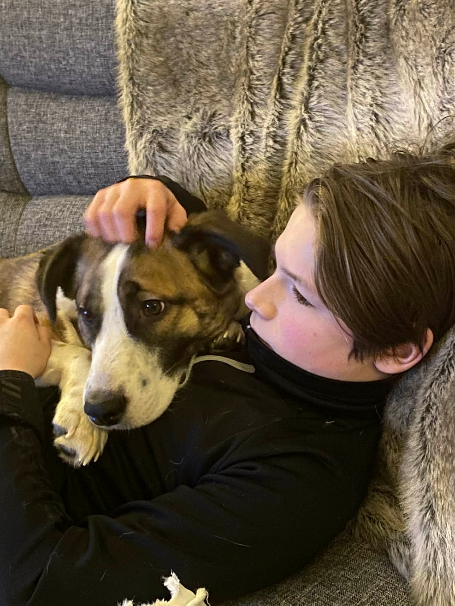 Holly - söt liten valp söker hem. Busig mysig och charmig. adoptera hund i sverige