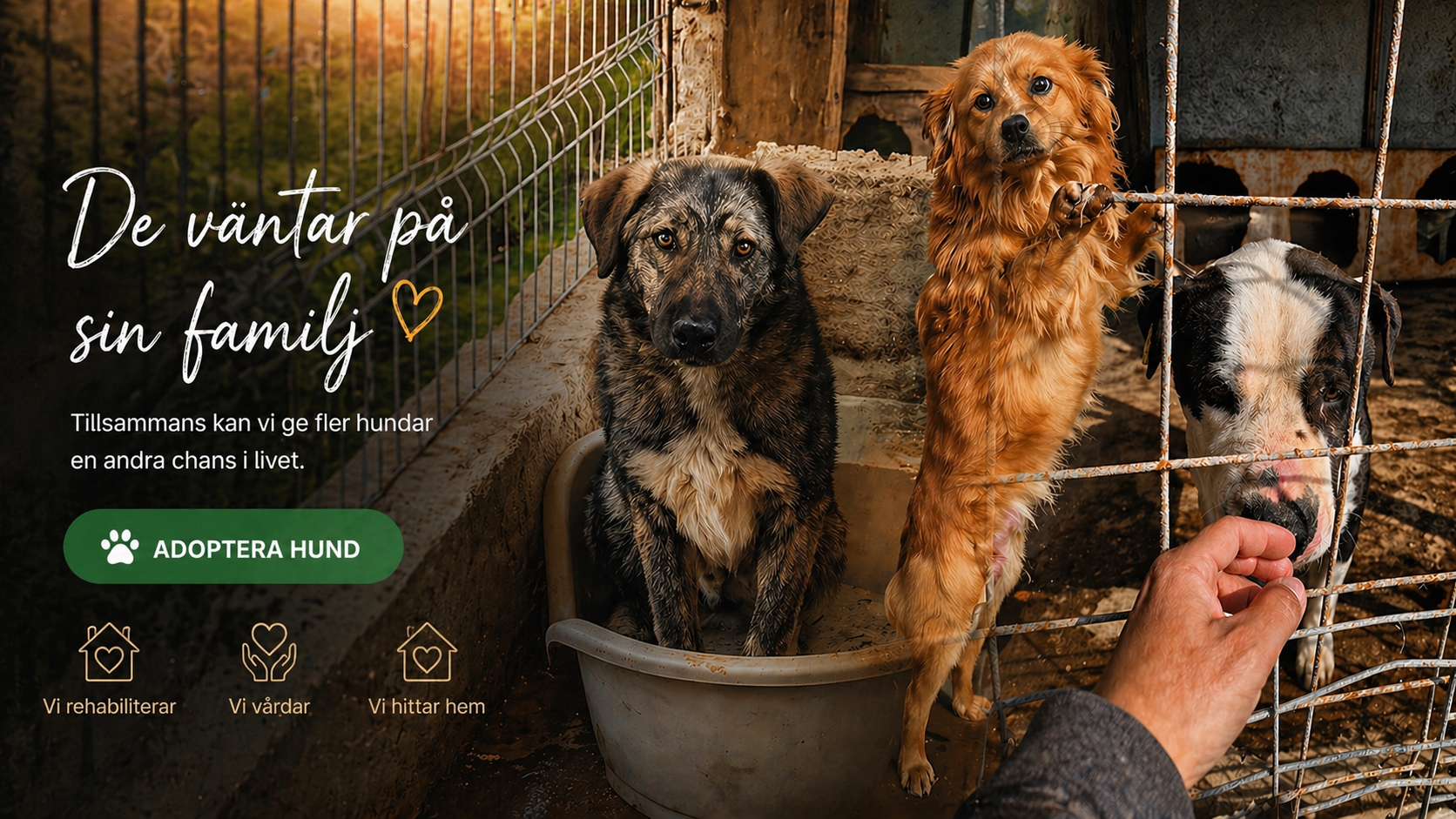 Adoptera en hund - ge en hund en andra chans och ett föralltidhem