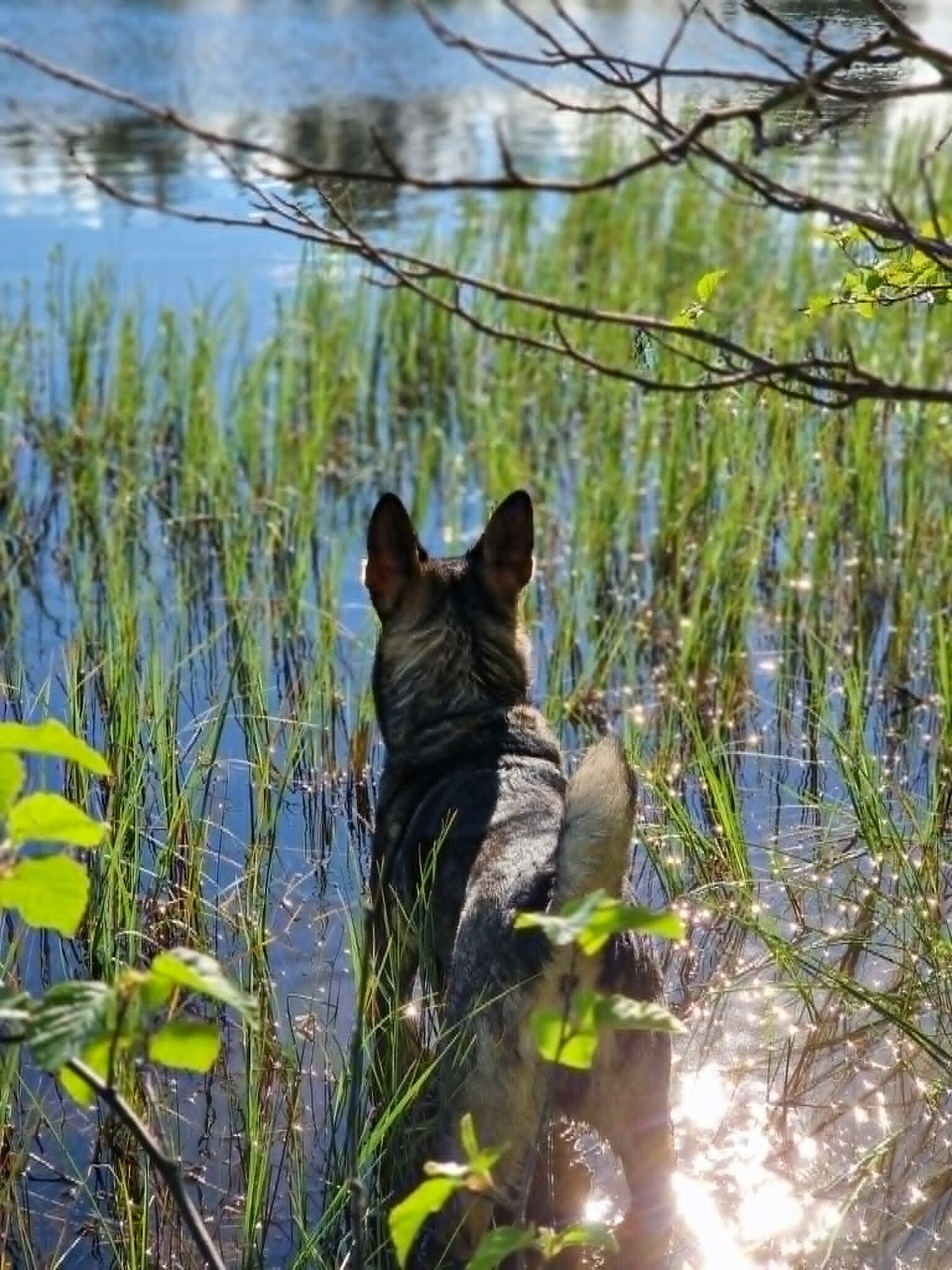 Ammie är inte en i mängden, hon är en fantastisk hund som söker hem.