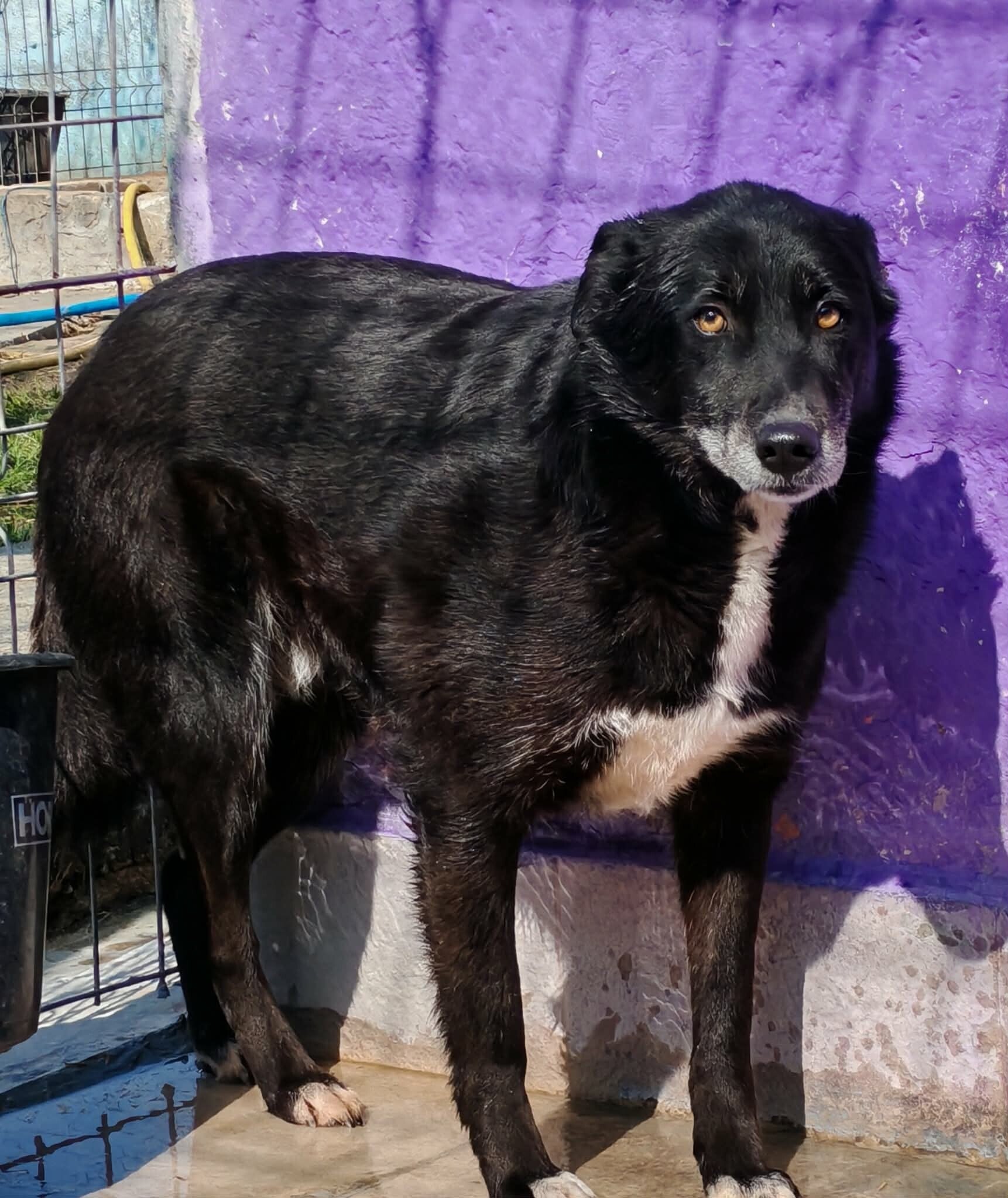 Bobby, en försiktig rescuehund med mjuk blick, söker ett lugnt hem med tålamod.