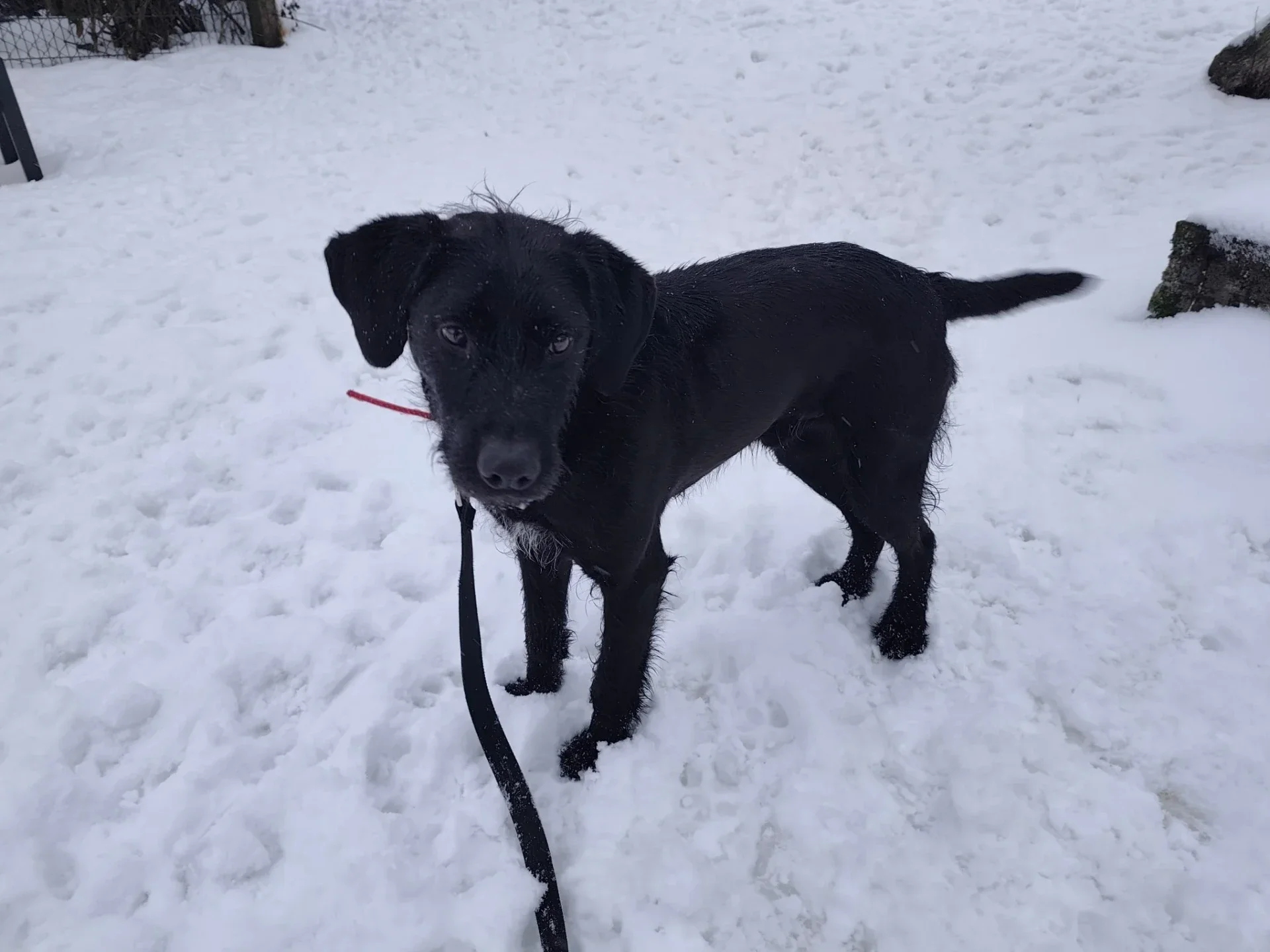 Dolar – snäll och kärleksfull hund som söker sitt för-alltid-hem i Sverige