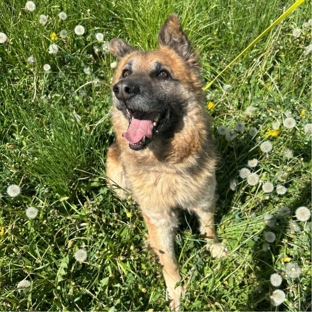 Rex - stor mjuk kille som bara vill ha närhet och följa med på långa äventyr. Perfekt snäll kompis att adoptera