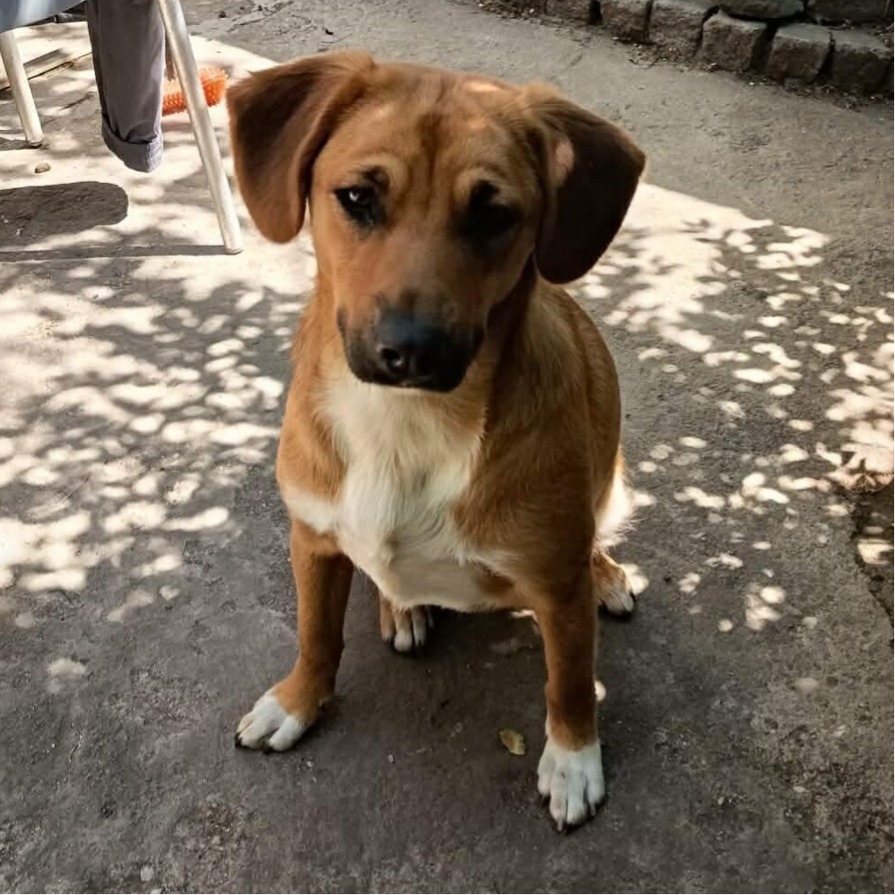 Brun tikvalp vid namn Remy söker tryggt hem i Sverige genom Ohana Rescue.