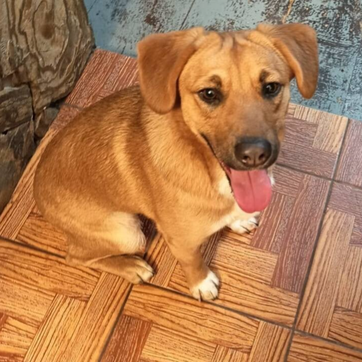 Remy, social och kärleksfull unghund från Rumänien som söker hem via Ohana Rescue.