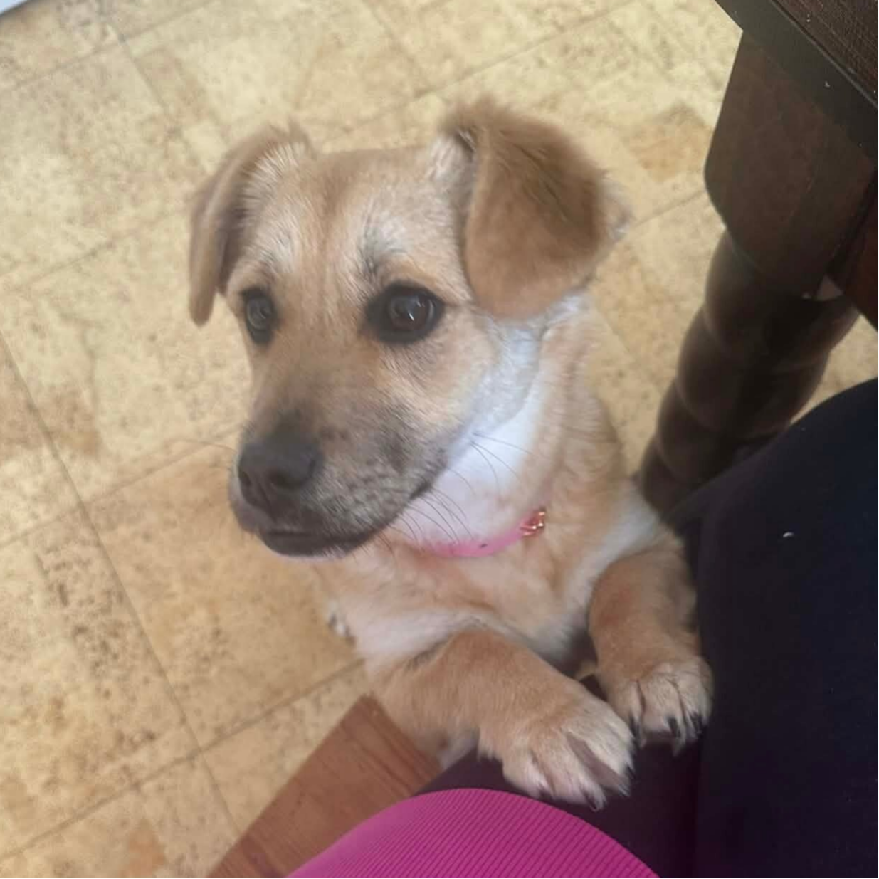 Holly - söt liten valp söker hem. Busig mysig och charmig. adoptera hund i sverige