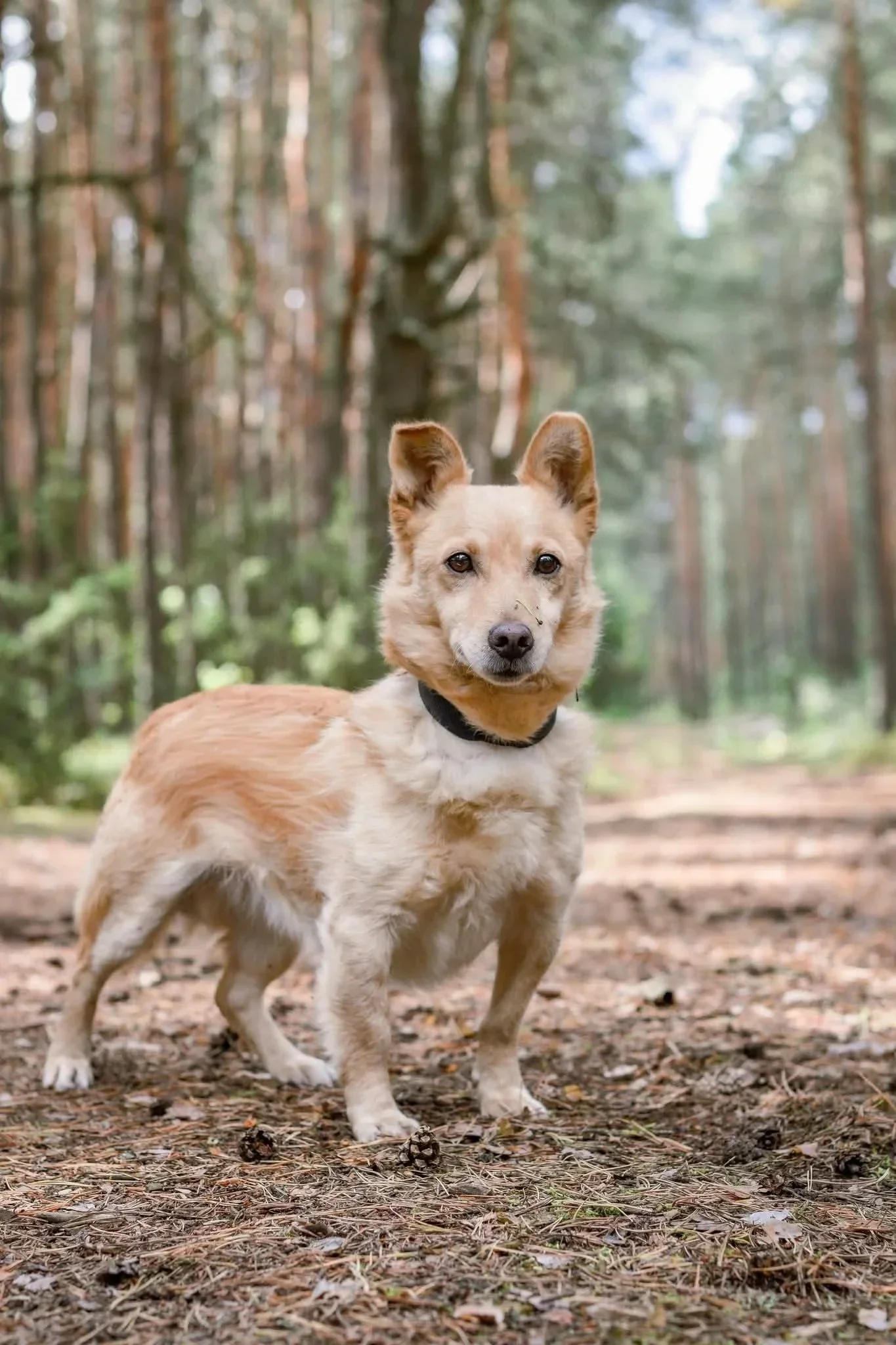 Liten blyg hund söker hem i Sverige via Ohana Rescue