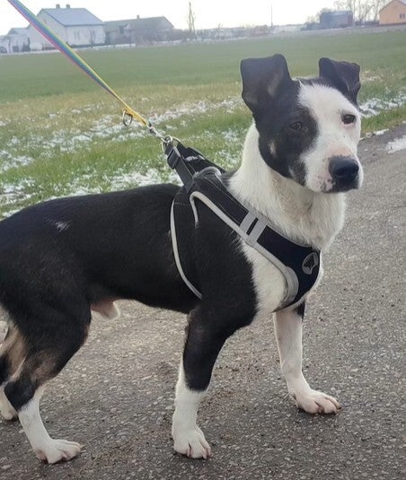 Leny – ung och aktiv hund i Polen som söker hem via Ohana Rescue i Skellefteå