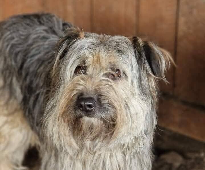 Mona har väntat 5 år på att någon ska se henne. Adoptera nu via Ohana Rescue