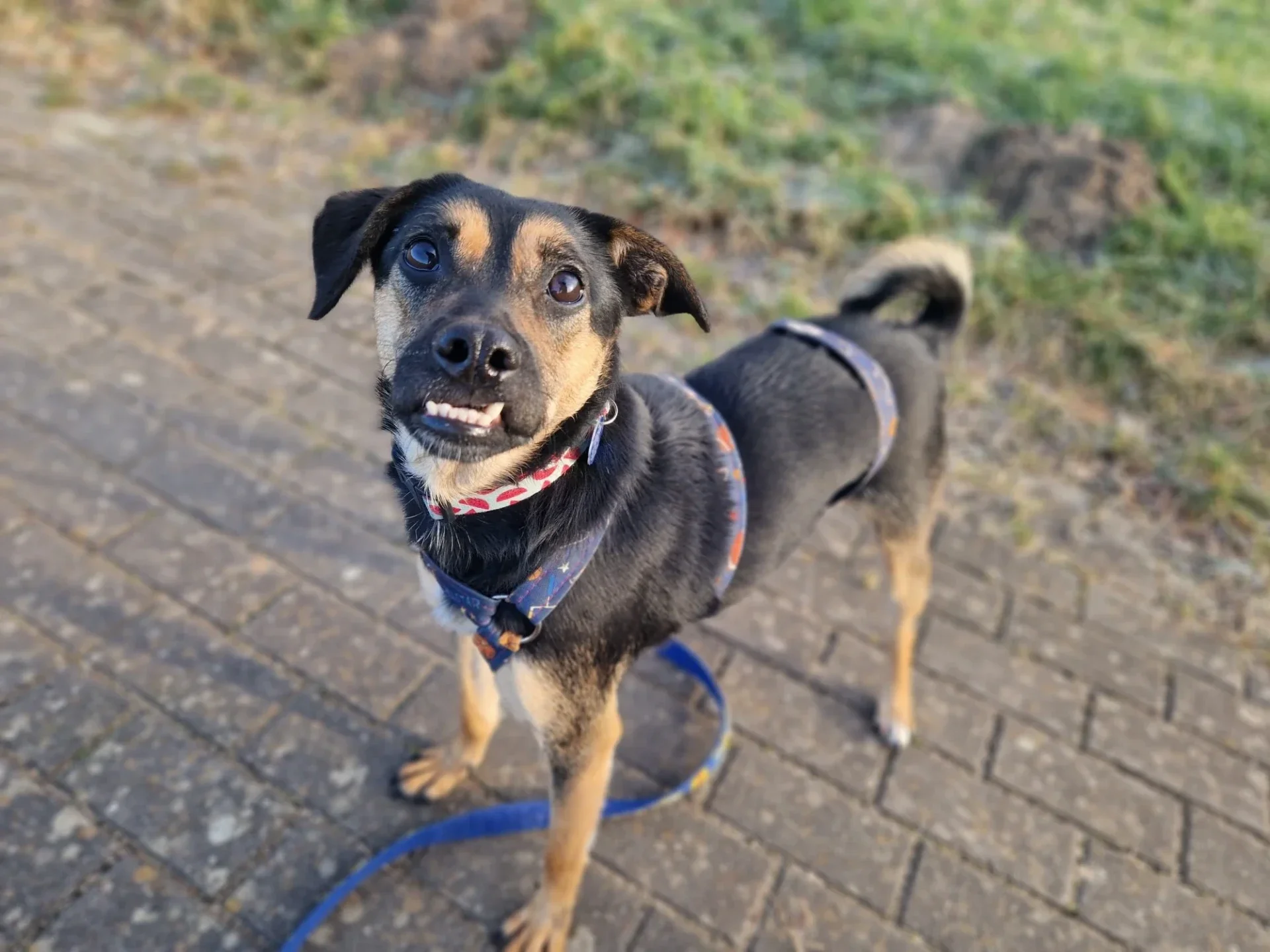 Peppa – hund i Sverige som söker hem via Ohana Rescue i Skellefteå