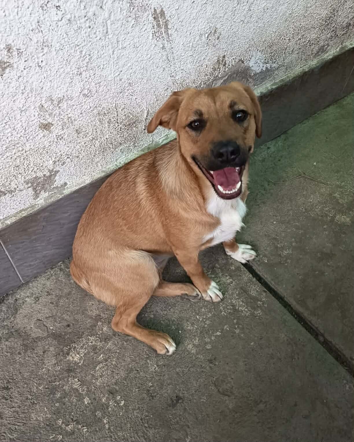 Remy är en vänlig rescuehund från Rumänien som söker adoption och för-alltid-hem.