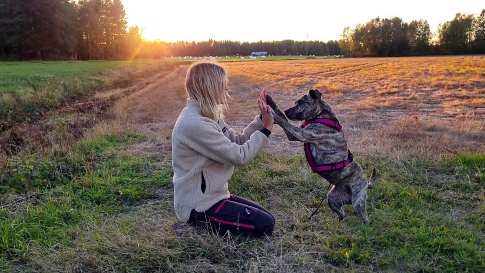 Aska rescuehund från Irland. Hjälp oss att rädda fler hundar!