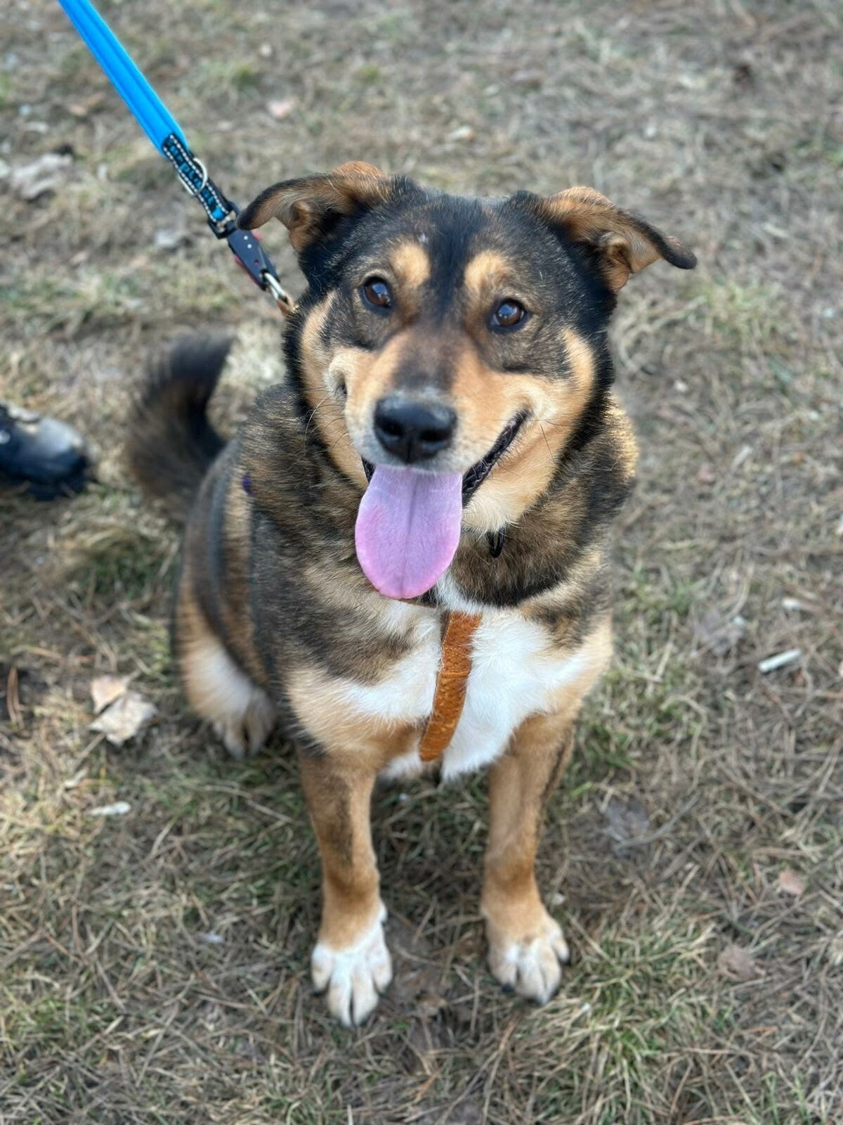 Rex - stor mjuk kille som bara vill ha närhet och följa med på långa äventyr. Perfekt snäll kompis att adoptera