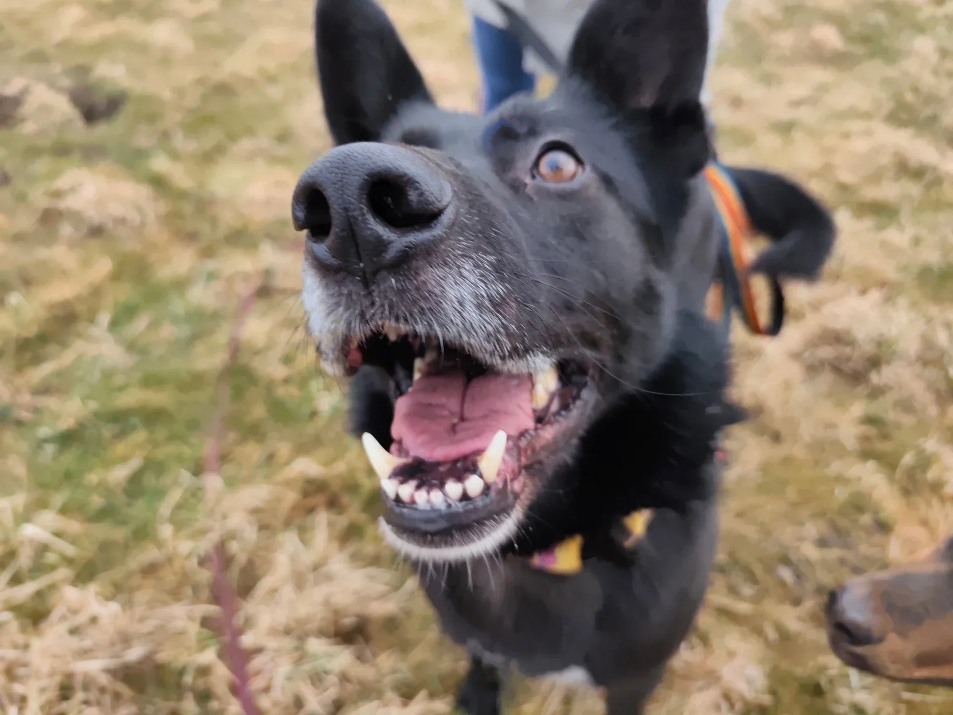 chäferliknande hunden Santoz söker för-alltid-hem och passar som lugn och kärleksfull familjehund.