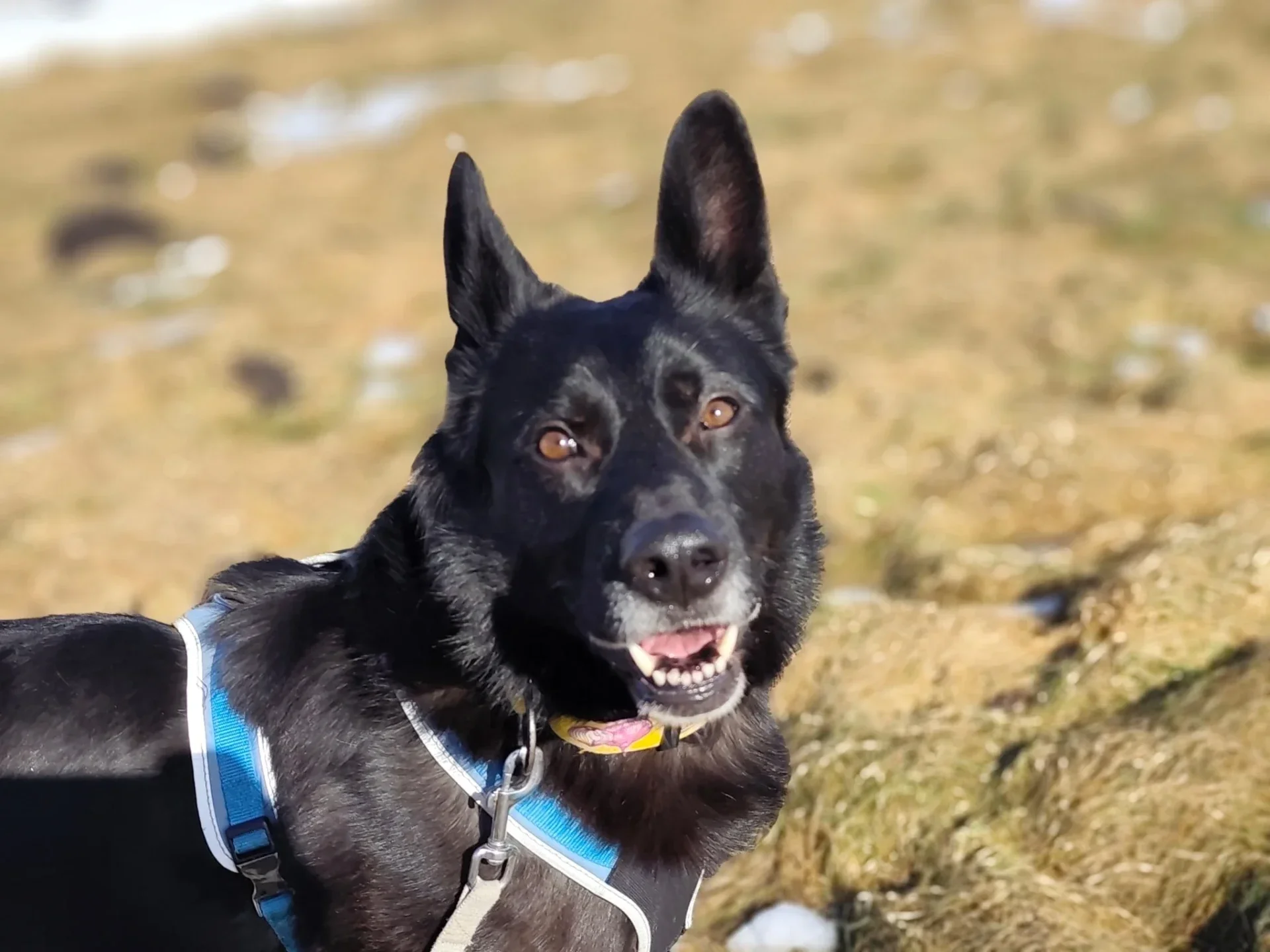 Rescuehunden Santoz är en stor och mjuk schäfermix som söker adoption och ett tryggt hem i Sverige.