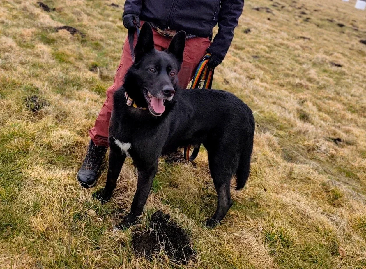 Santoz är en stor schäferliknande rescuehund som söker tryggt och kärleksfullt hem genom adoption.