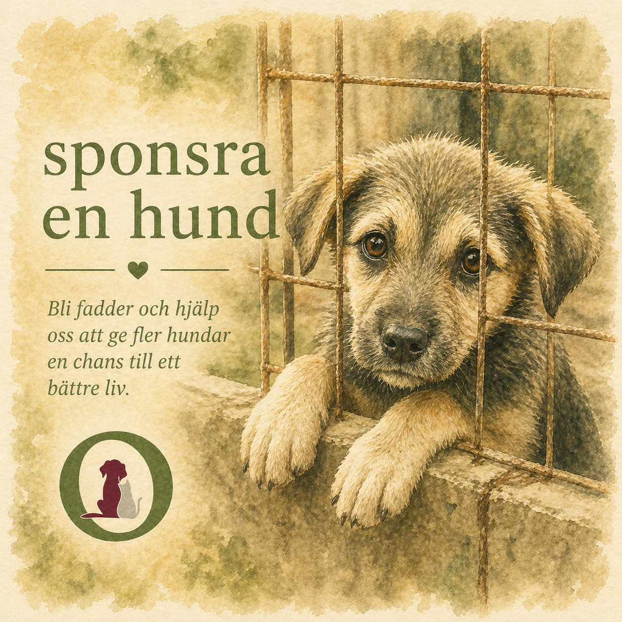 Bli fadder och sponsra en rescuehund i Rumänien